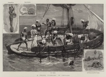 Eine Perlenfischerei in Ceylon